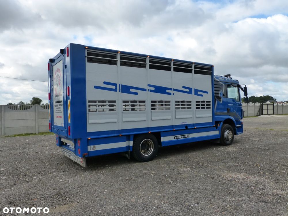 MAN TGM 15.250 DO ŻYWCA / ZWIERZĄT / BYDŁA / WAGA EL/. EURO 6 / DŁ. 5.20M /XENON - 5