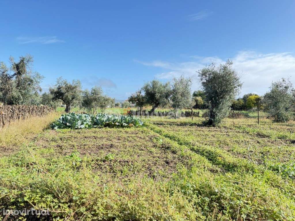 Terreno Rustico- Monte Galego - Grande imagem: 5/6