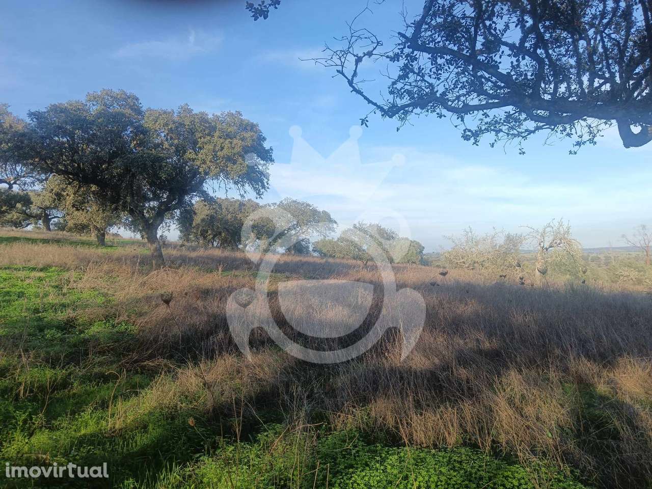 Terreno/Olival - Grande imagem: 5/33