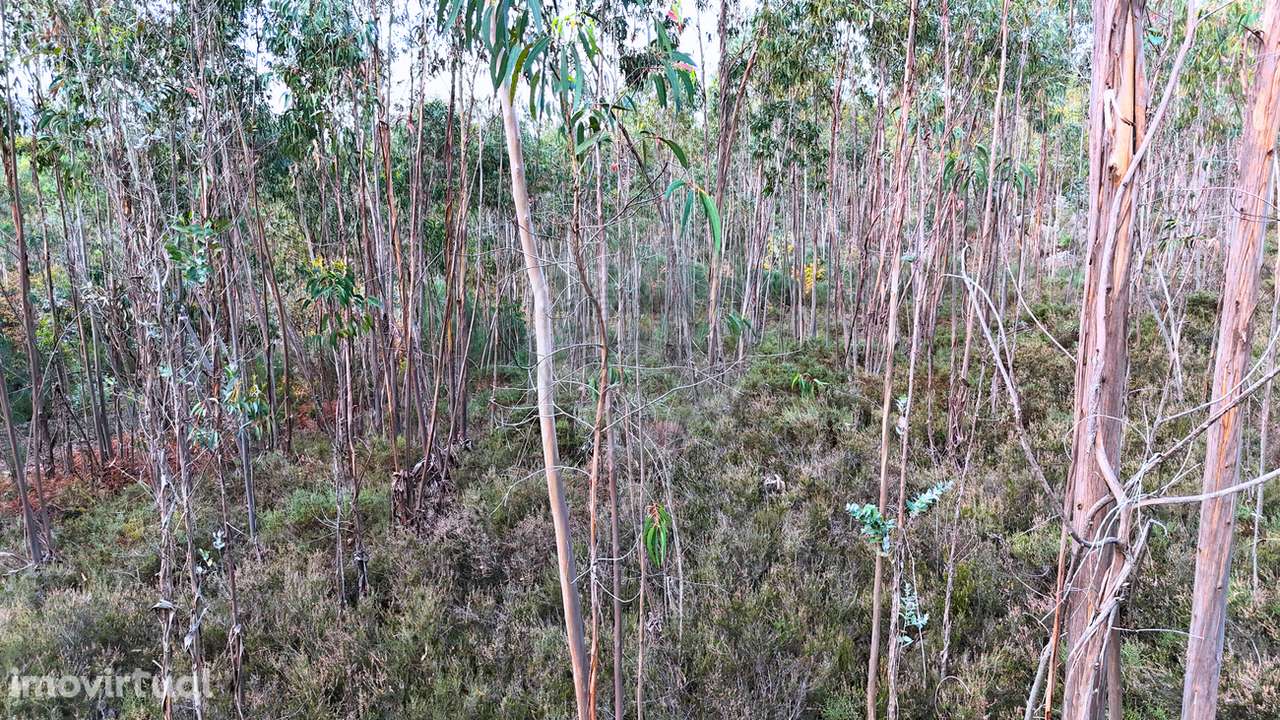 Terreno  para venda - Grande imagem: 5/5