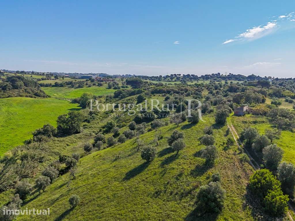 Quinta de 8 hectares com construção para recuperar, Torres Novas - Grande imagem: 5/35