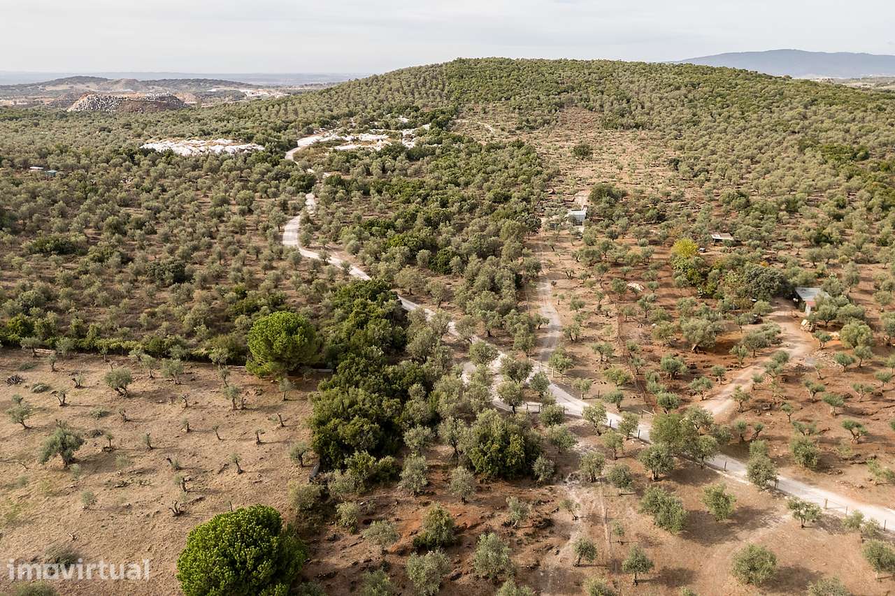 Terreno rústico c/ 7 750 m² e Olival em Vila Viçosa, Évora - Grande imagem: 4/8