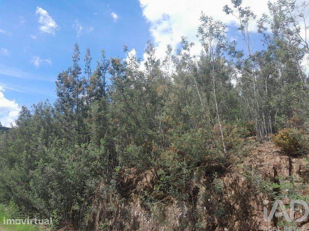 Terreno em Cortes do Meio - Grande imagem: 4/11