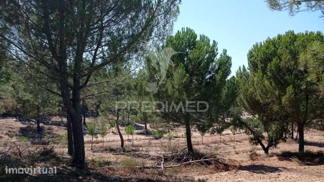 Conjunto de duas herdades 71,70 hectares, junto à vila de Mora. - Grande imagem: 4/34