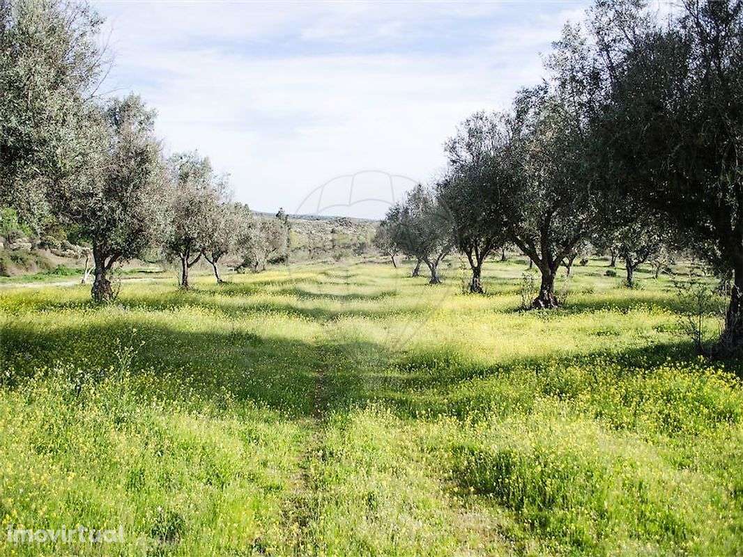 Quinta  para venda - Grande imagem: 3/33