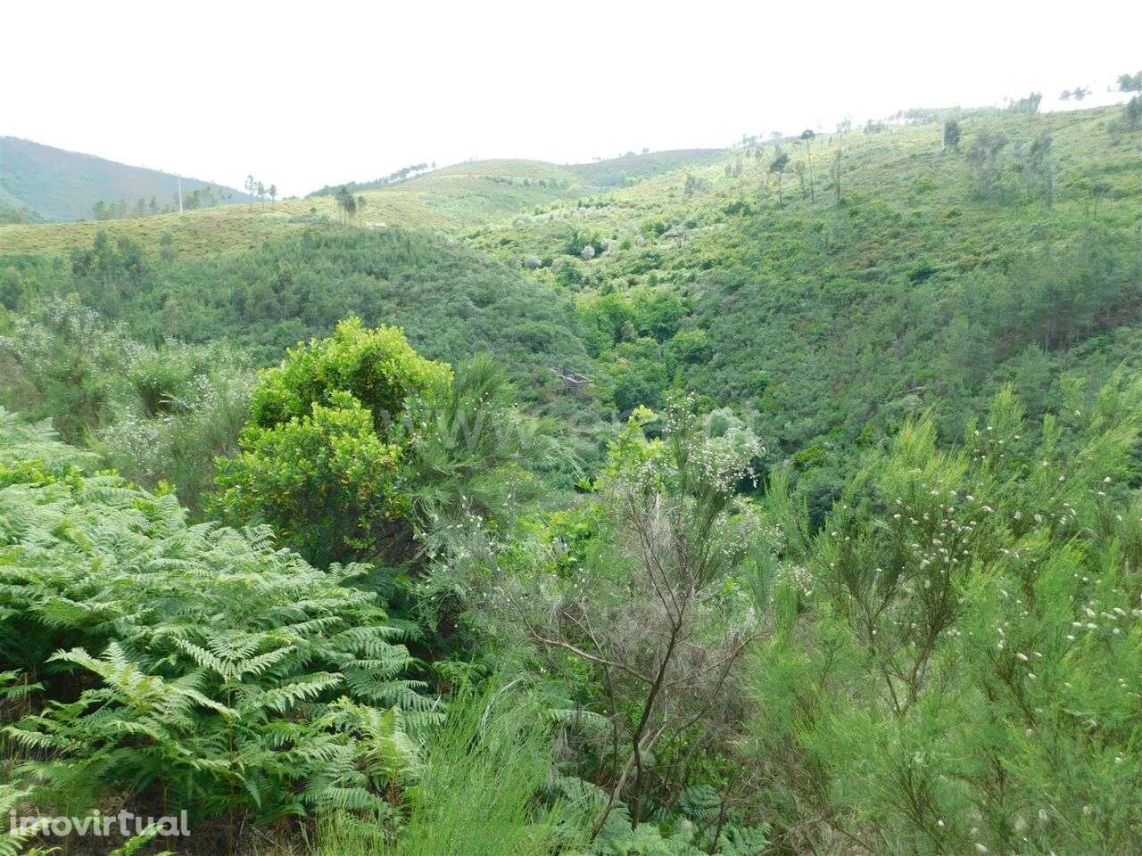 Terreno / Seia, Sazes da Beira - Grande imagem: 3/19