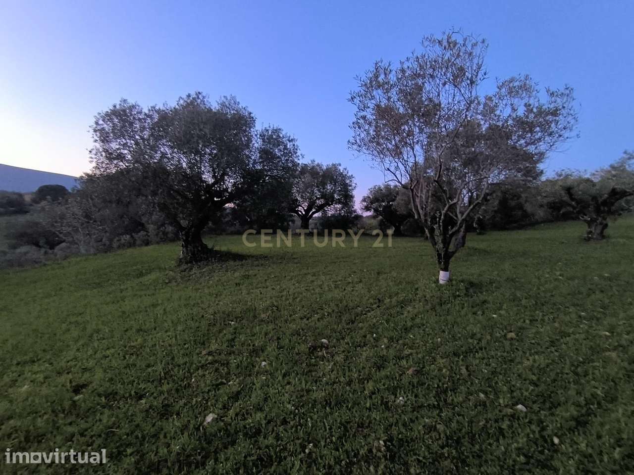 Olival para Venda – Pedrógão, Torres Novas - Grande imagem: 5/19