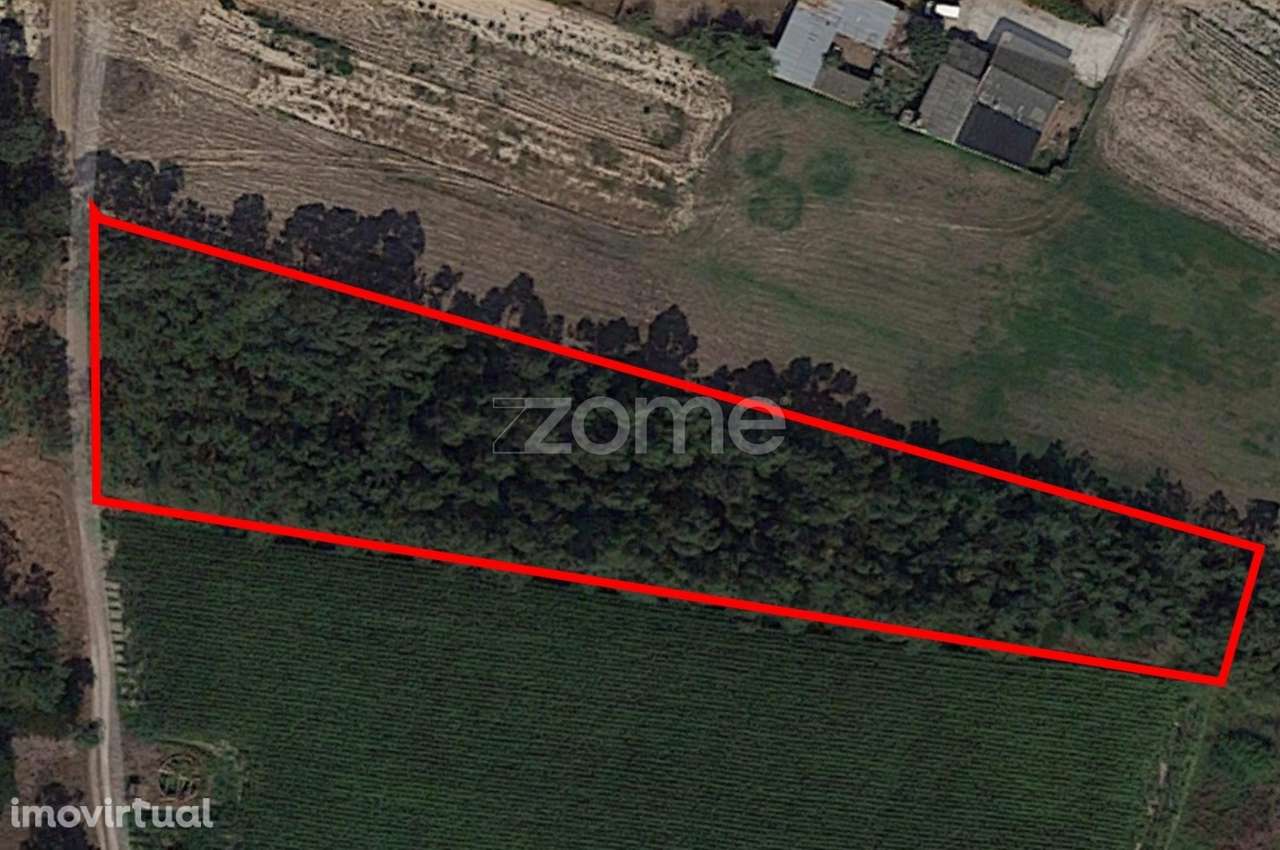 Terreno na Torreira, Murtosa - Grande imagem: 4/9