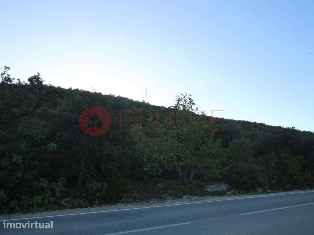 Terreno Rústico com Oliveiras e Alfarrobeiras em S. Brás de Alportel - Grande imagem: 5/7
