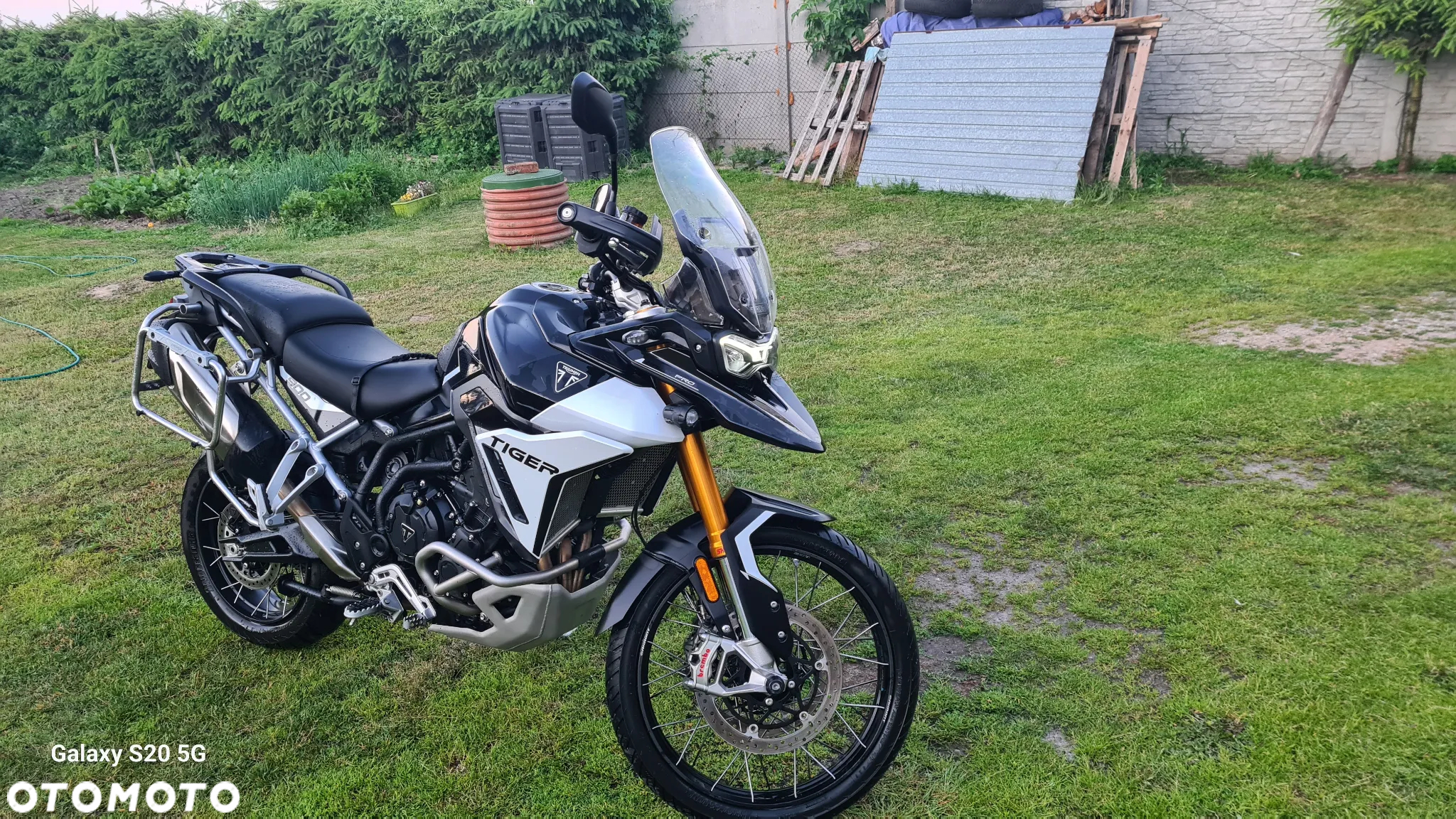 Triumph Tiger - 4
