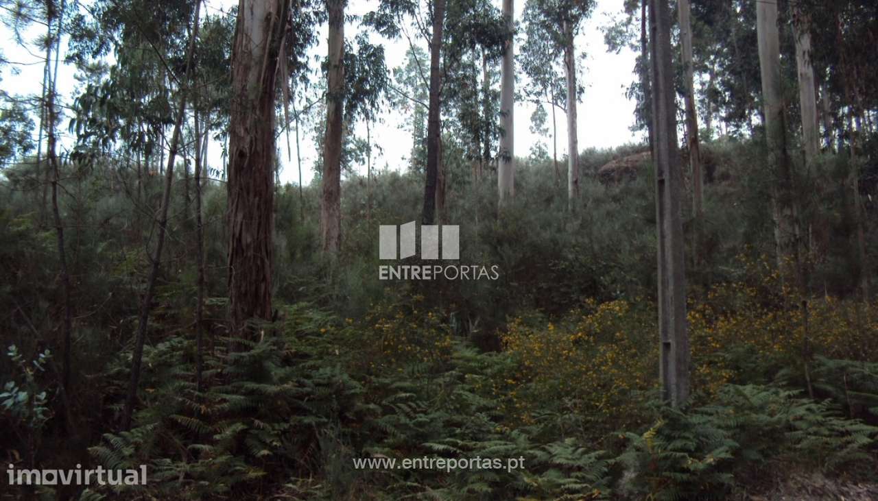 Venda Terreno, Vila Caíz, Amarante - Grande imagem: 3/9
