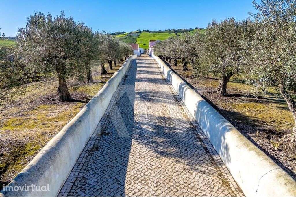 Quinta Vitivinícola com 35,74ha, em plena produção, a 30 minutos de Li - Grande imagem: 3/60