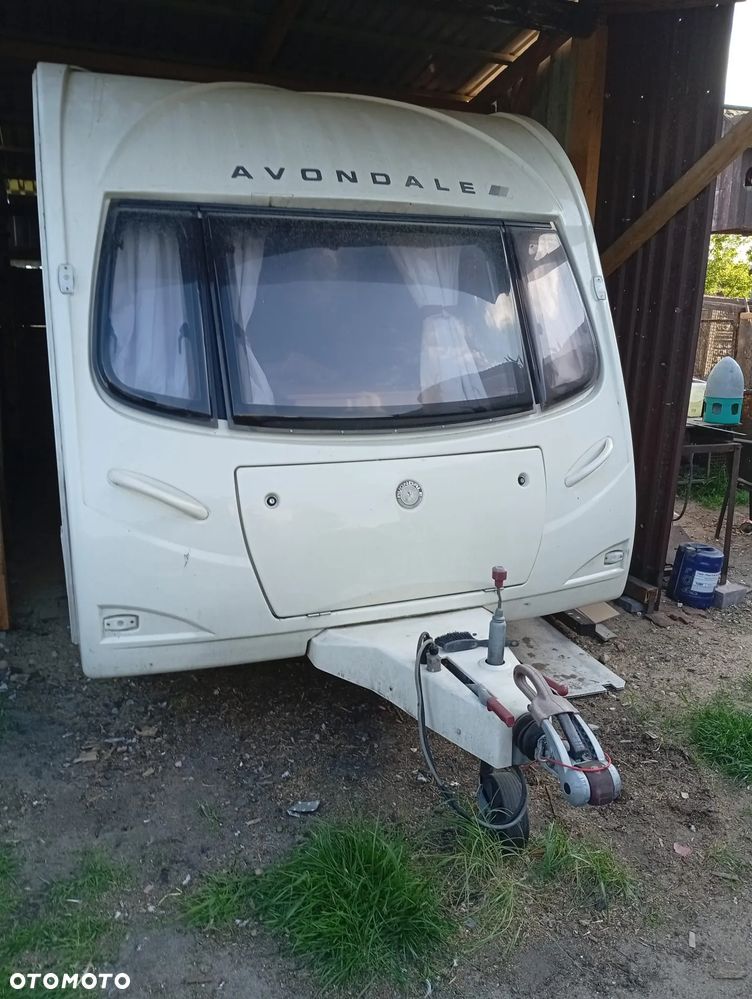 Avondale Golden Auocet - 7