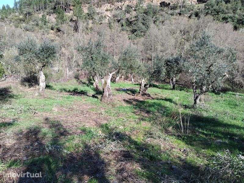 Terreno a beira da ribeira! - Grande imagem: 3/7
