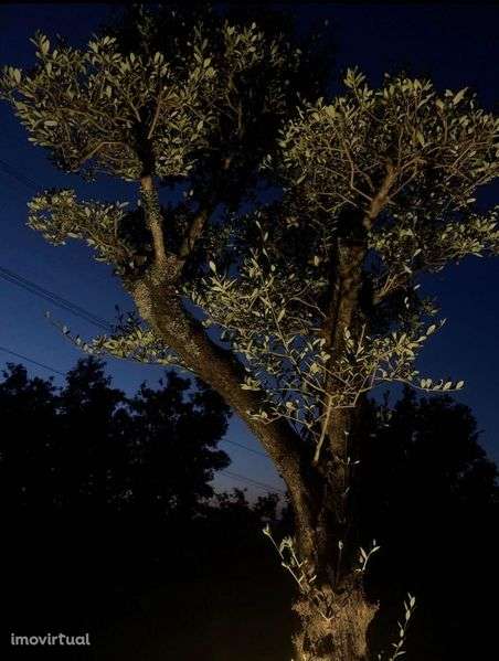 Moradia Terrea T3 para venda - Grande imagem: 5/12