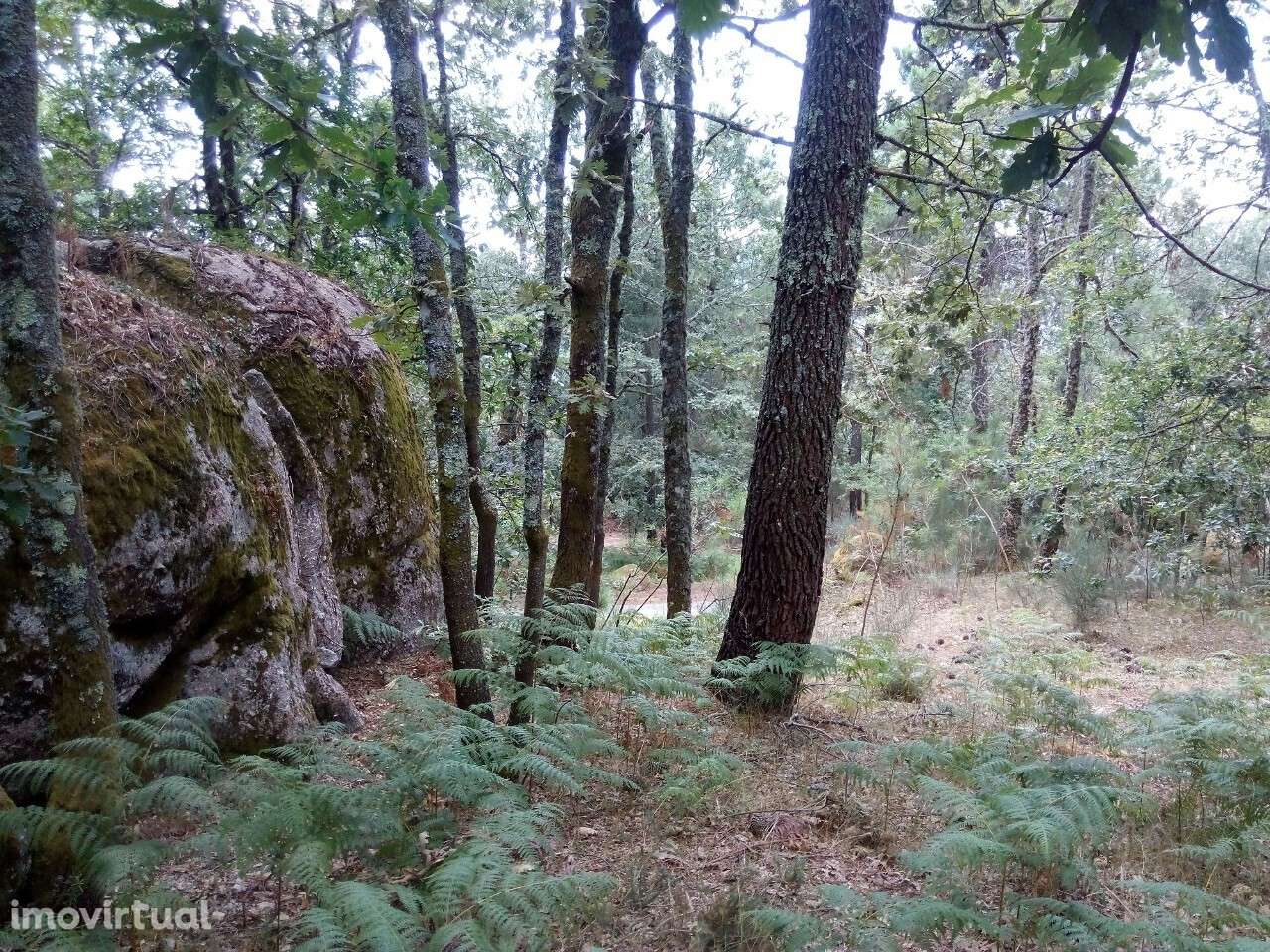 Terreno rústico em Urgueira, Valadares - Grande imagem: 4/7