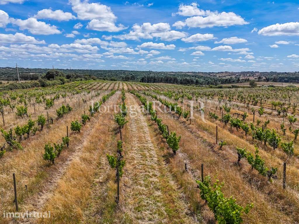 Propriedade vitivinicola com 32ha e marca própria em Nisa - Grande imagem: 3/36