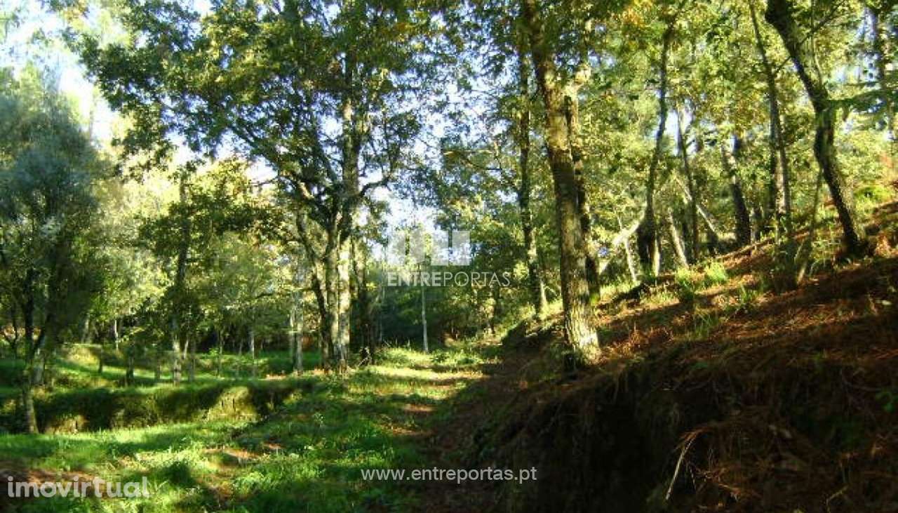 Venda Quintinha com Moradia para reconstruir, Folhada, Marco de Canave - Grande imagem: 3/17