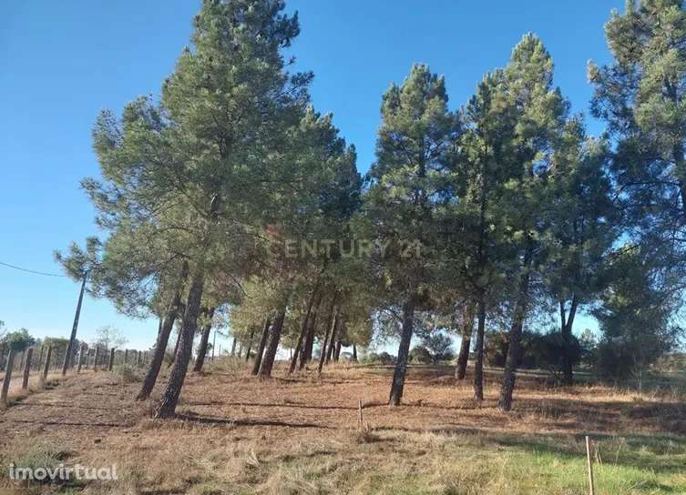 Quinta em Soalheira, Fundão - Oportunidade Única! - Grande imagem: 5/13