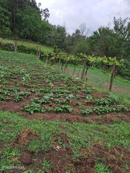 Terreno com casa bom preço! - Grande imagem: 2/2