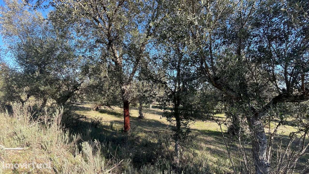 Terreno com olival tradicional | Escalos de Cima, Castelo Branco - Grande imagem: 4/7