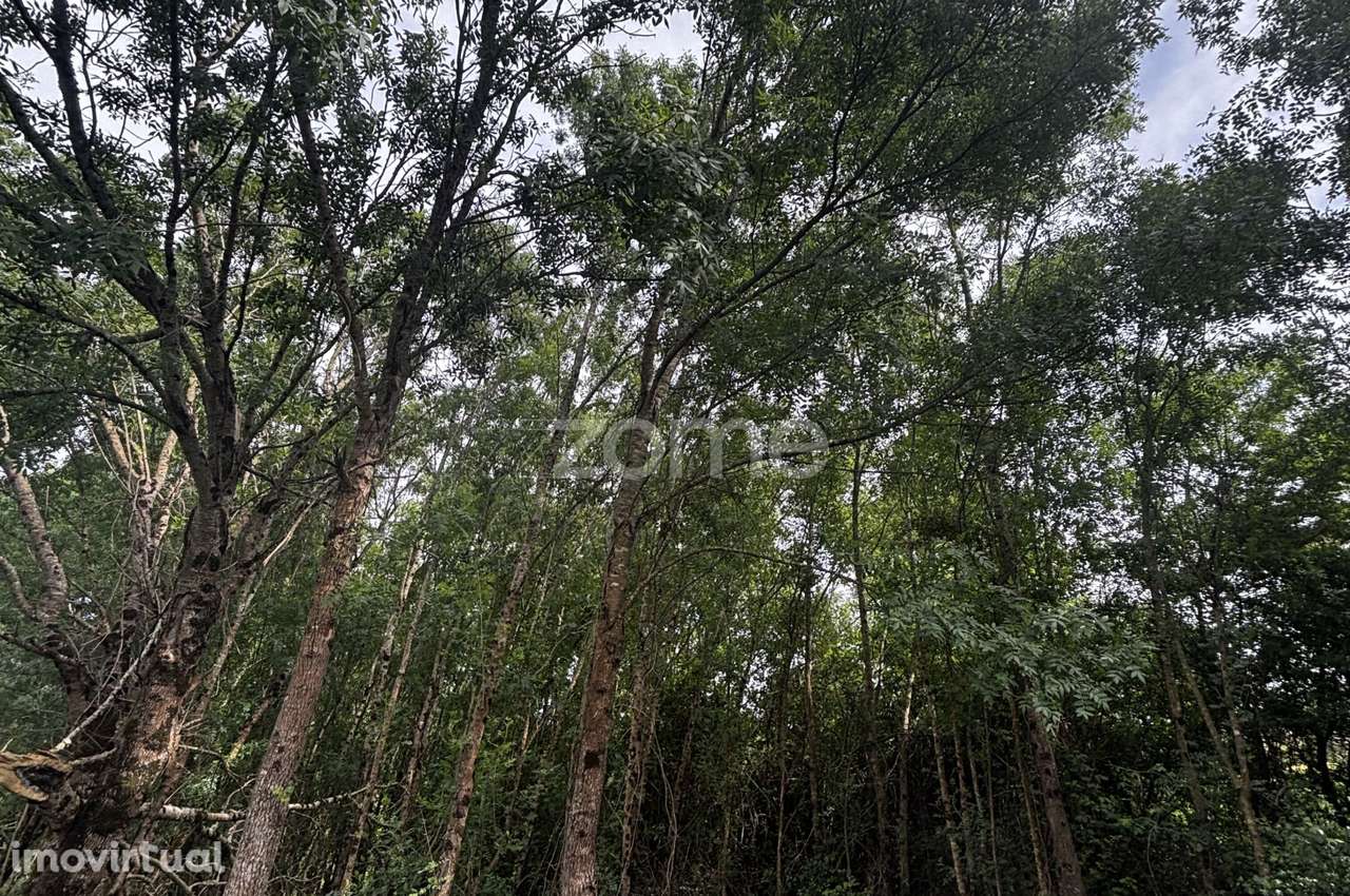 Terreno, 2 895 m², Alhadas - Grande imagem: 5/17