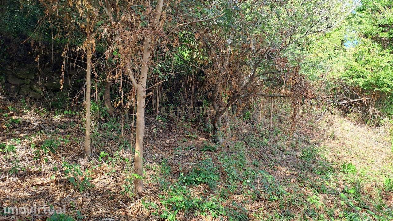 Terreno Agrícola - São João das Lampas - Grande imagem: 3/15