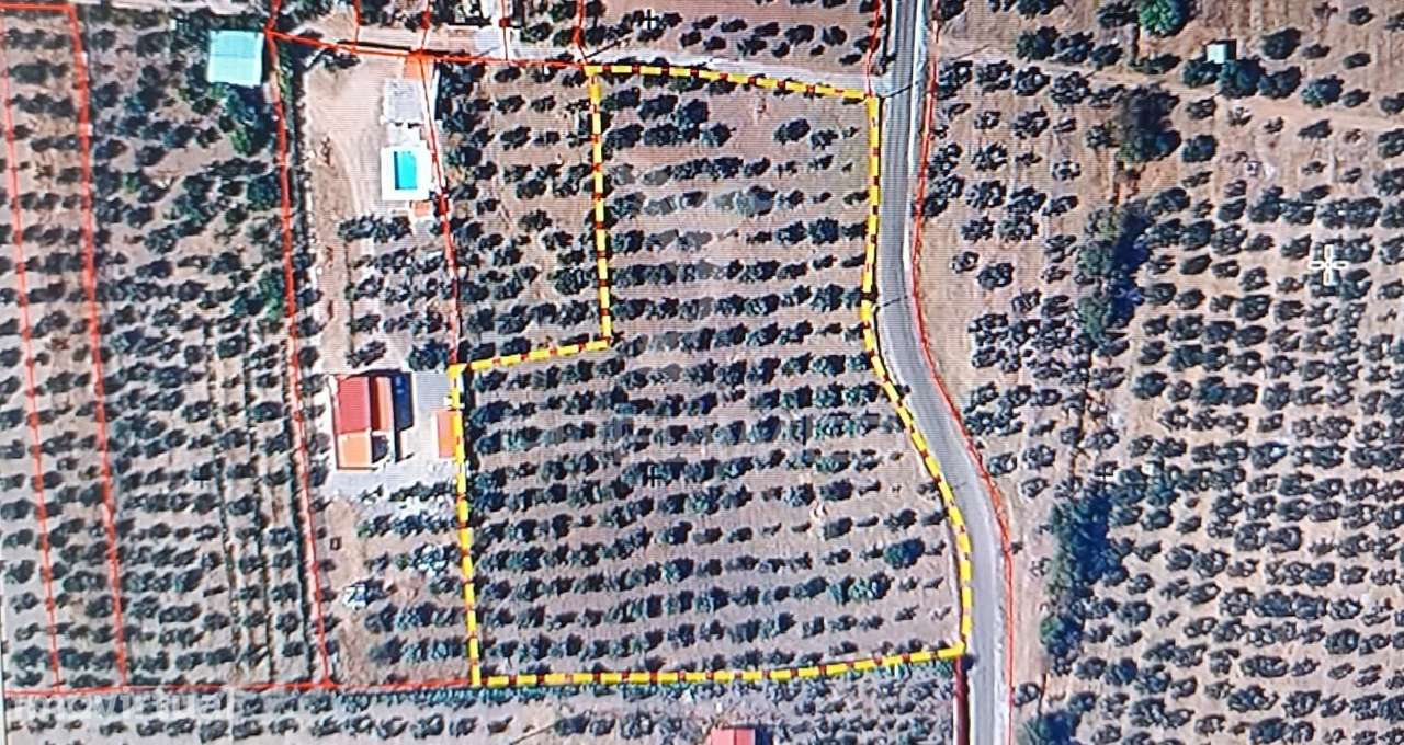 Terreno com Olival Tradicional – 11.250 m² | Estrada da Figueira, C... - Grande imagem: 2/33
