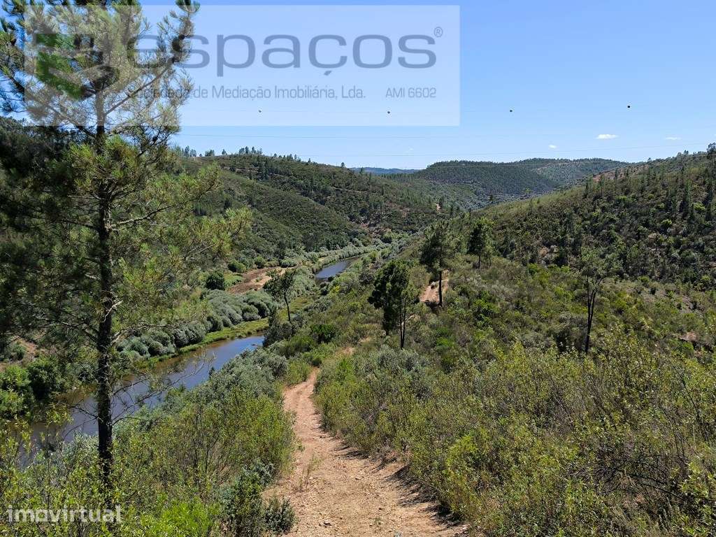 Olivar tradicional a confinar com o rio - Grande imagem: 5/7