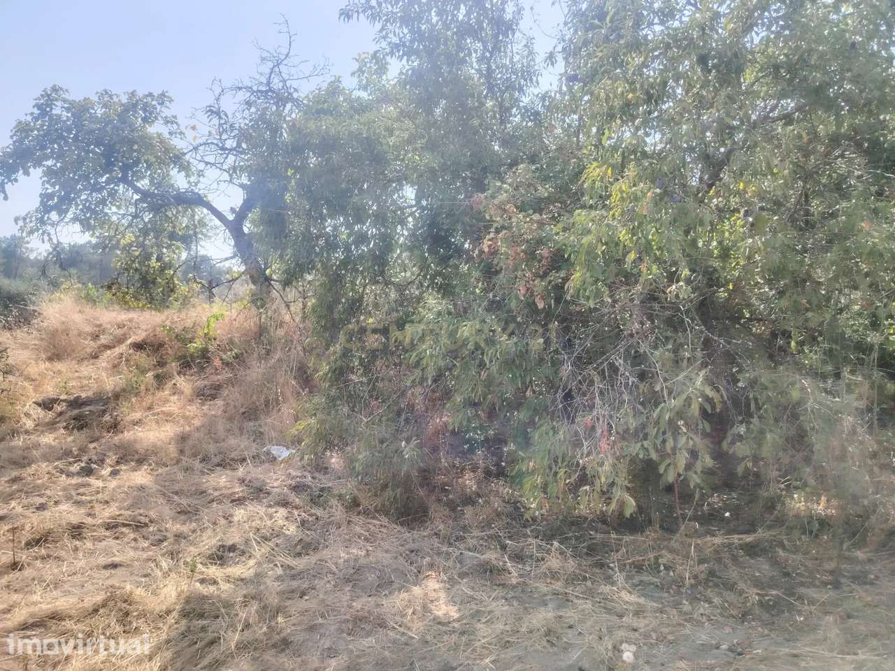Encantadora Propriedade em Louriçal do Campo, Castelo Branco - Grande imagem: 5/60