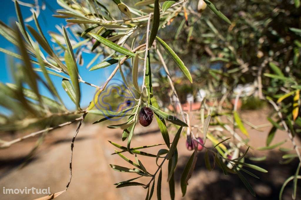 Excelente quinta - Grande imagem: 3/60