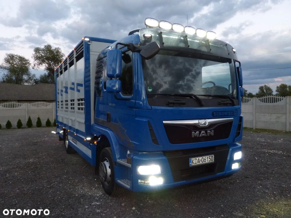 MAN TGM 15.250 DO ŻYWCA / ZWIERZĄT / BYDŁA / WAGA EL/. EURO 6 / DŁ. 5.20M /XENON - 15