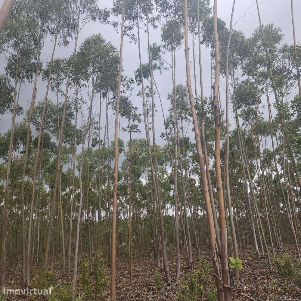 Terreno Florestal 3,4ha - Barroca da Ferranha, Perais, Vila Velha de R - Grande imagem: 3/14