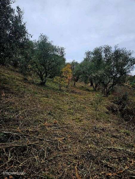 Terreno - Olival - Castelo Bragança - Grande imagem: 2/8