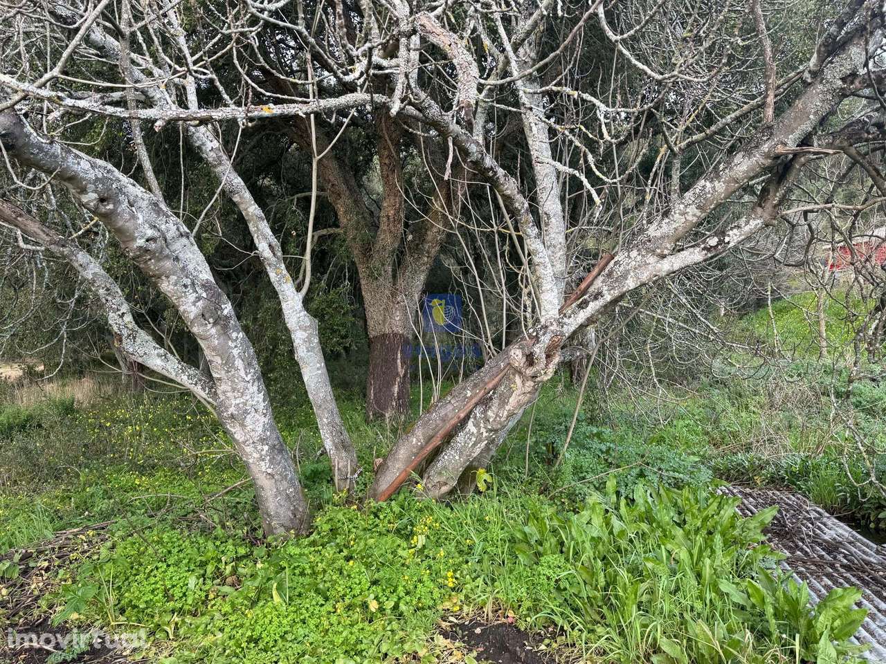 Terreno Hortas, Azinheira - Rio Maior - Grande imagem: 3/11