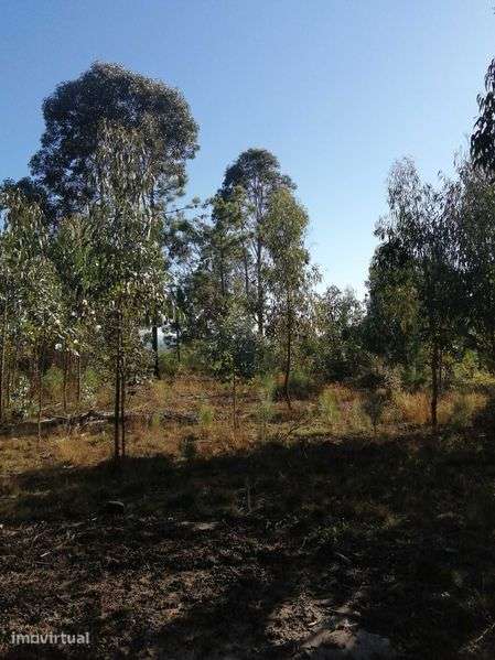 Terreno florestal com boa localização em Nelas - Grande imagem: 3/10