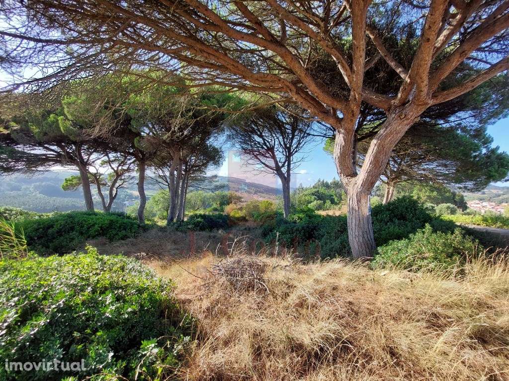 Terreno Rústico com 9.630 m² em A-Dos-Francos, Caldas da Rainha - Grande imagem: 4/16