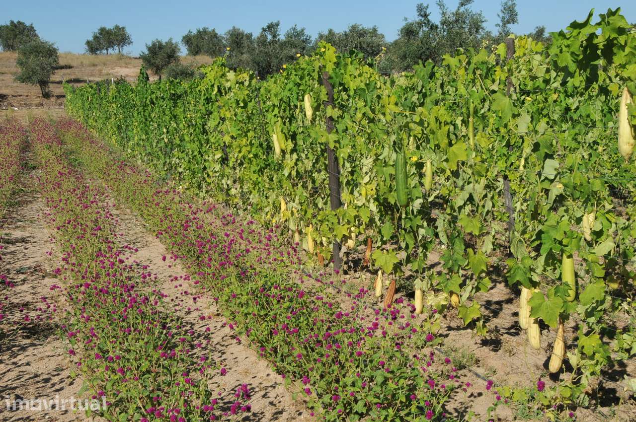 Quinta 16 ha com rosas de Damasco, destilaria, saboaria , cosmética - Grande imagem: 5/44