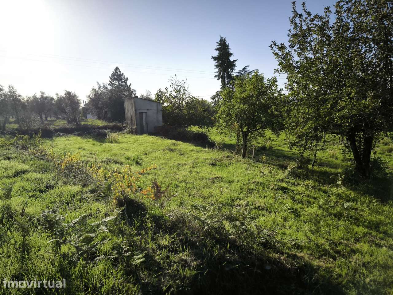 Terreno  Venda em Oliveira do Conde,Carregal do Sal - Grande imagem: 2/17