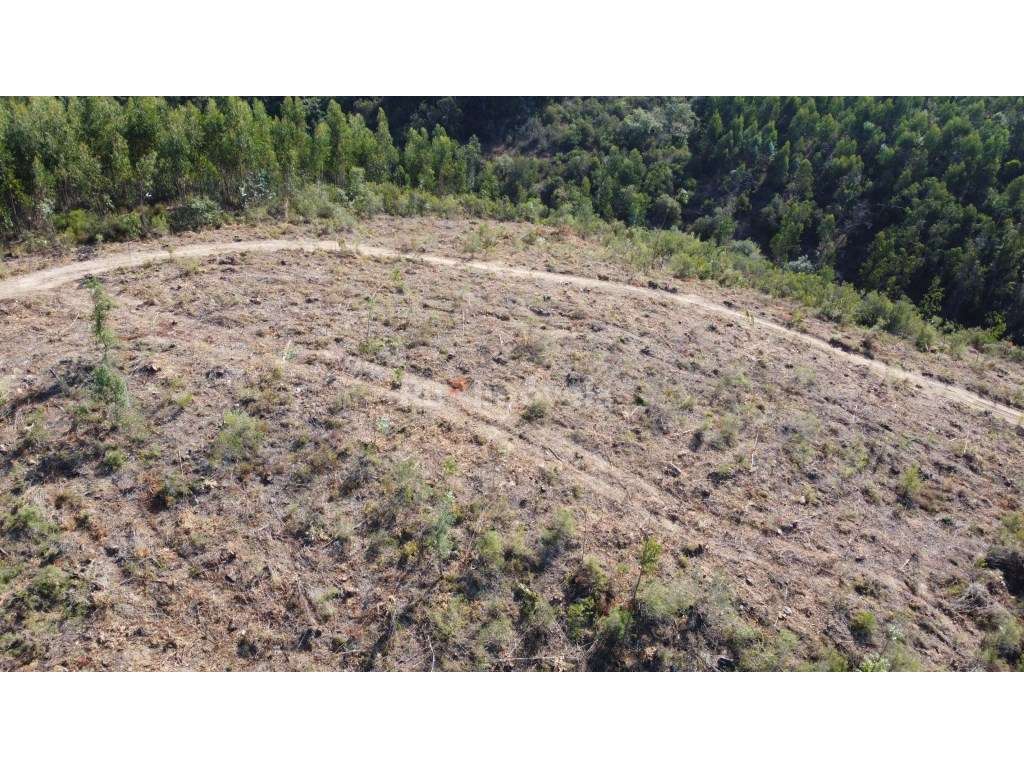 5 Terrenos de Eucaliptal - Carril, Tomar - Grande imagem: 3/9