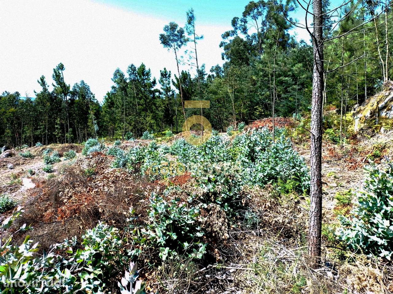 Terreno Rústico - Grande imagem: 3/10