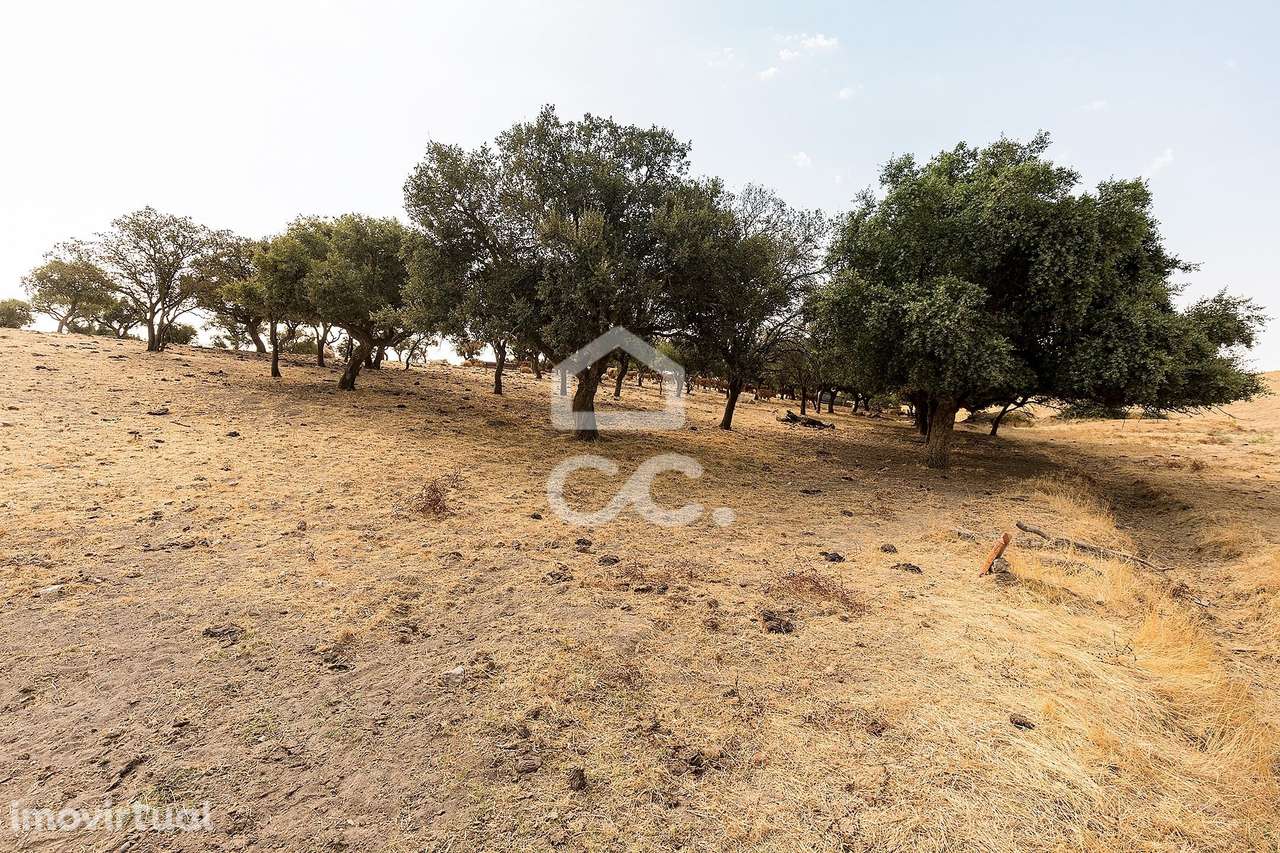 Terreno Rústico de 3,825 ha c/ Sobral | Reguengos de Monsaraz, Évora - Grande imagem: 2/23
