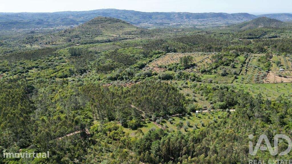 Terreno Agrícola em Alvorge - Grande imagem: 5/20