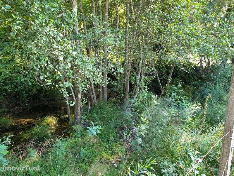 Campo com duas leiras encostado ao afluente do rio Ave - Grande imagem: 4/12