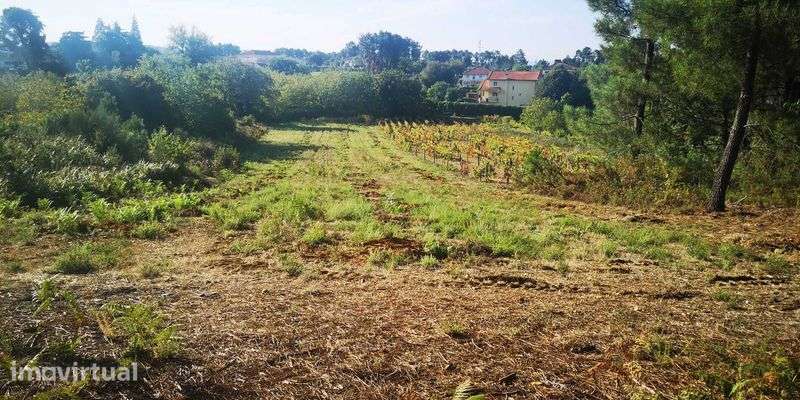 Vende-se Terreno Misto c/6500m2 - São Martinho de Anta (Sabrosa) - Grande imagem: 5/12