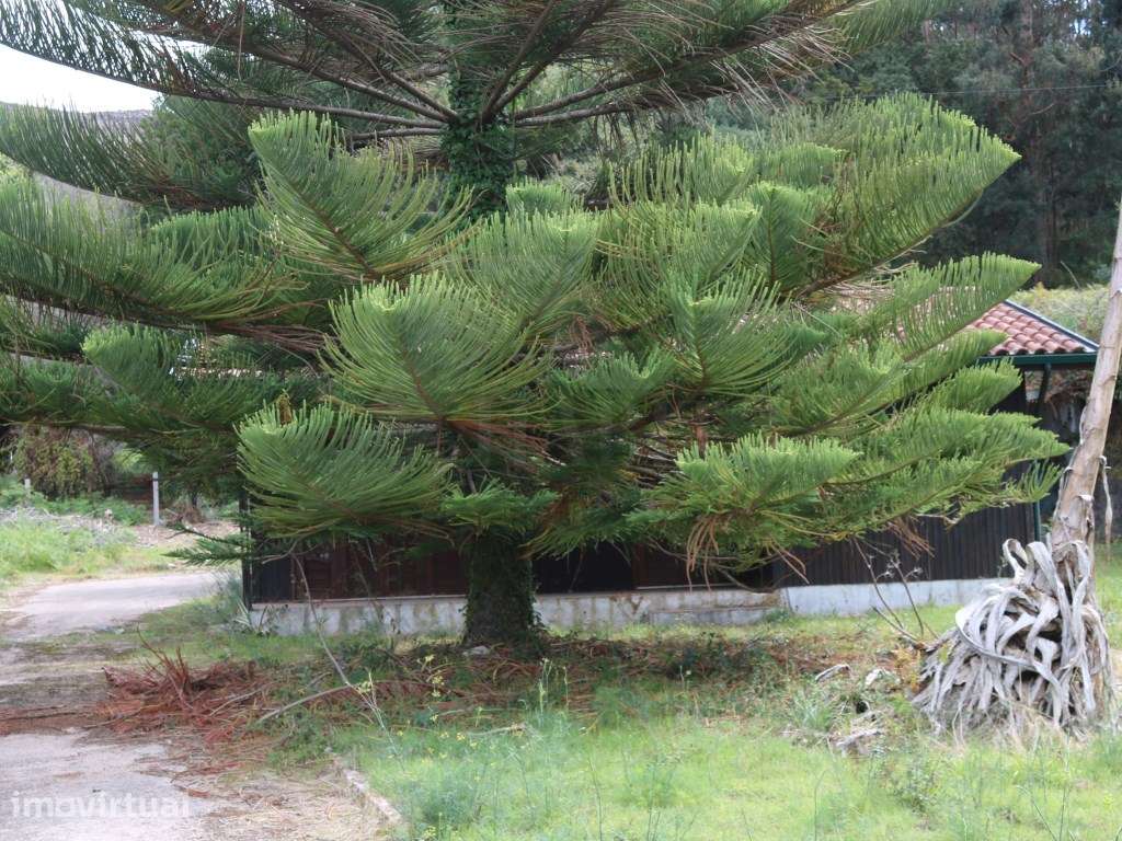 Moradia térrea com anexo e amplo logradouro - Valença - Grande imagem: 2/25