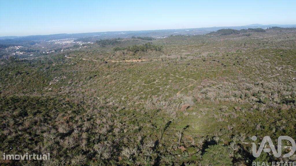 Terreno Agrícola em Freixianda, Ribeira do Fárrio e Formigais - Grande imagem: 4/39