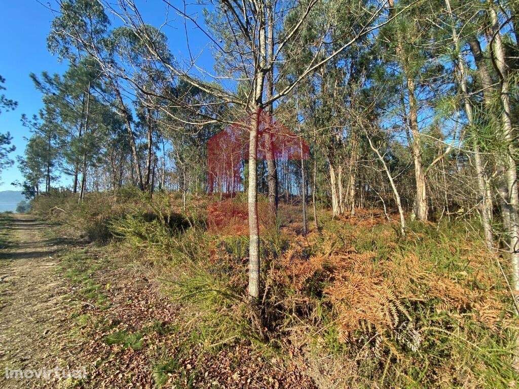 Terreno Florestal, Esqueiros - Grande imagem: 4/43