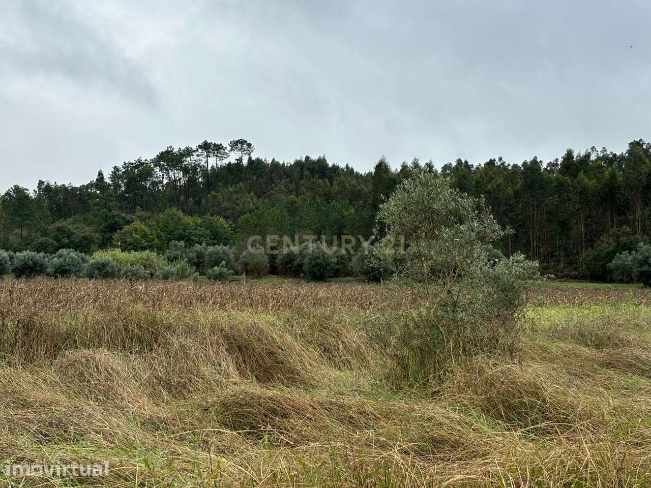 Terreno com Eucaliptal e outras árvores - Grande imagem: 2/5