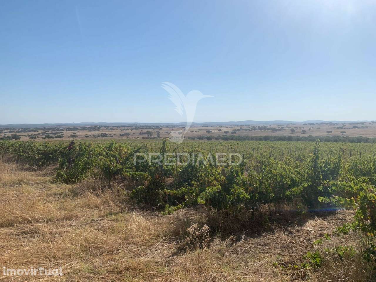 TERRENO COM VINHA E OLIVAL - Grande imagem: 2/30
